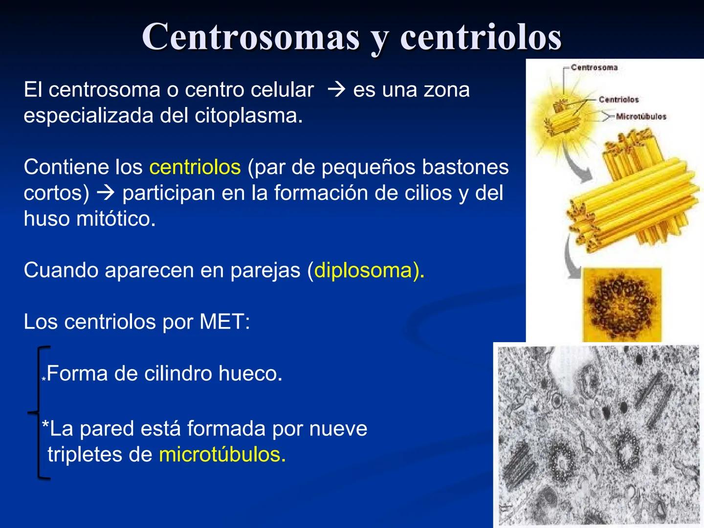 CÉLULA
Prof. Tamara Solano
Cátedra de Histología y Embriología Normal
Escuela de Medicina J. M. Vargas ¿Qué es una célula?
Unidad estructura
