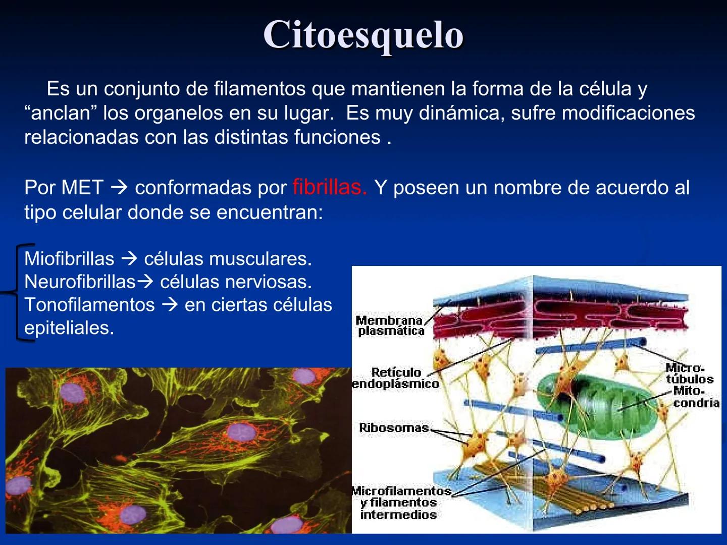 CÉLULA
Prof. Tamara Solano
Cátedra de Histología y Embriología Normal
Escuela de Medicina J. M. Vargas ¿Qué es una célula?
Unidad estructura