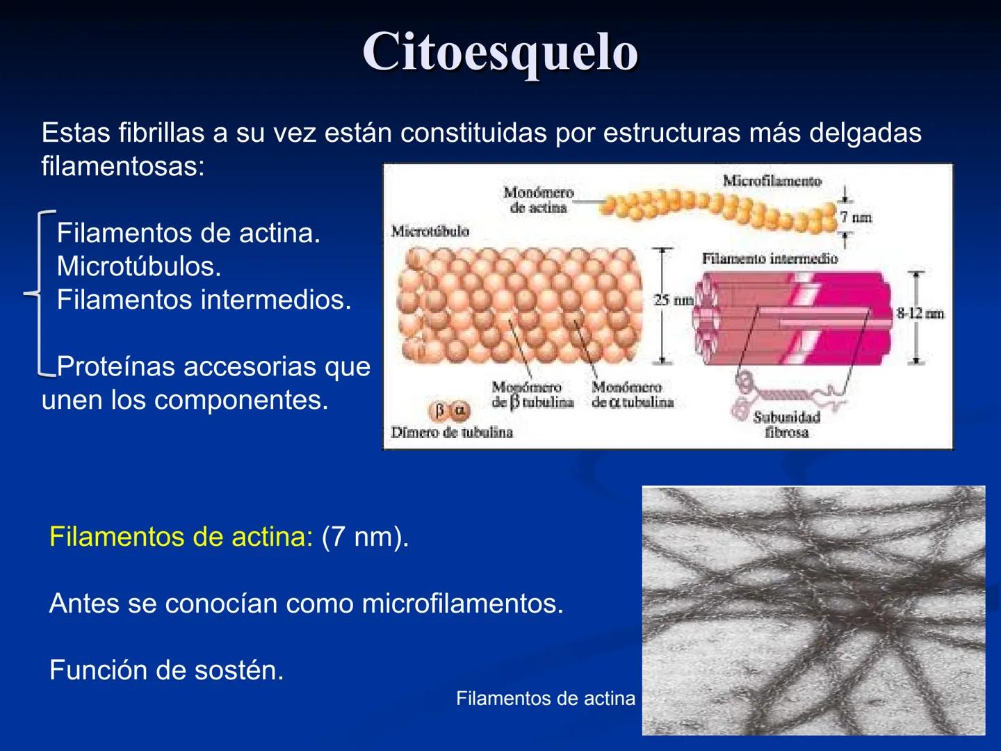 CÉLULA
Prof. Tamara Solano
Cátedra de Histología y Embriología Normal
Escuela de Medicina J. M. Vargas ¿Qué es una célula?
Unidad estructura