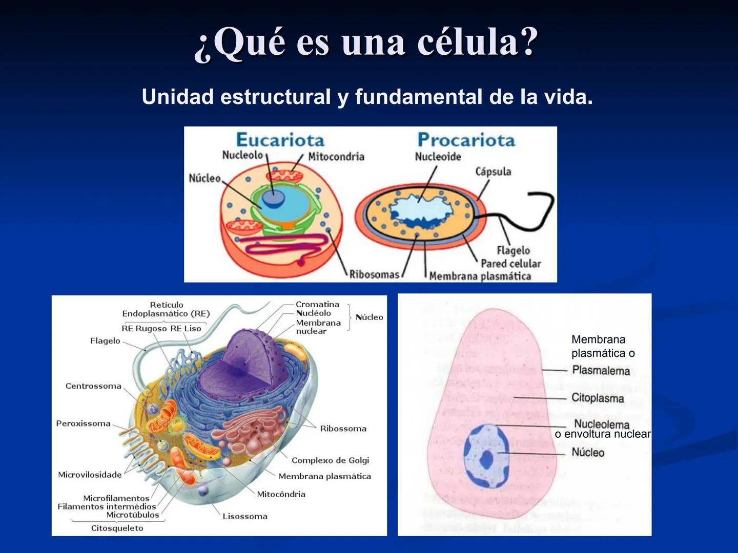 CÉLULA
Prof. Tamara Solano
Cátedra de Histología y Embriología Normal
Escuela de Medicina J. M. Vargas ¿Qué es una célula?
Unidad estructura