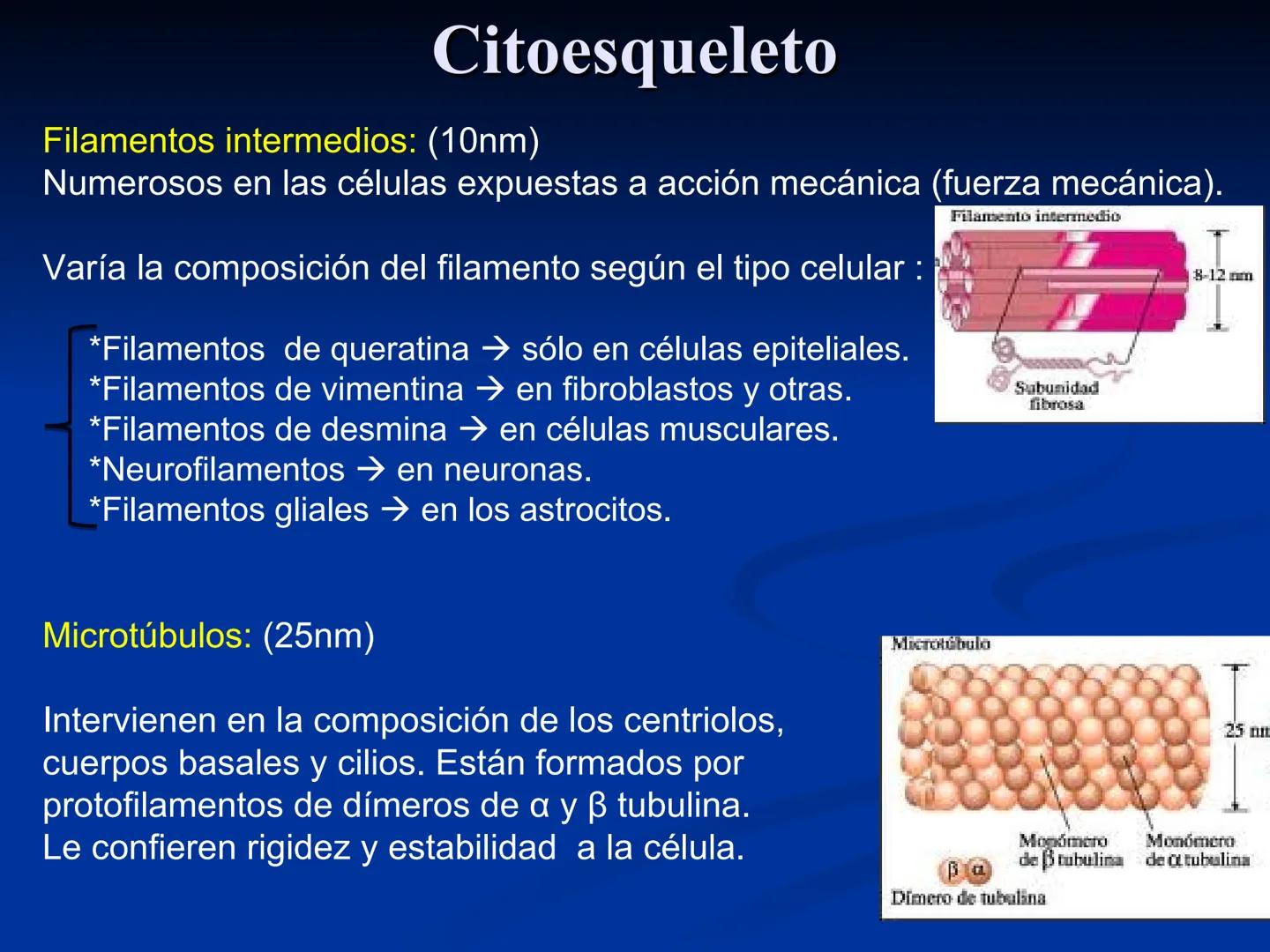 CÉLULA
Prof. Tamara Solano
Cátedra de Histología y Embriología Normal
Escuela de Medicina J. M. Vargas ¿Qué es una célula?
Unidad estructura