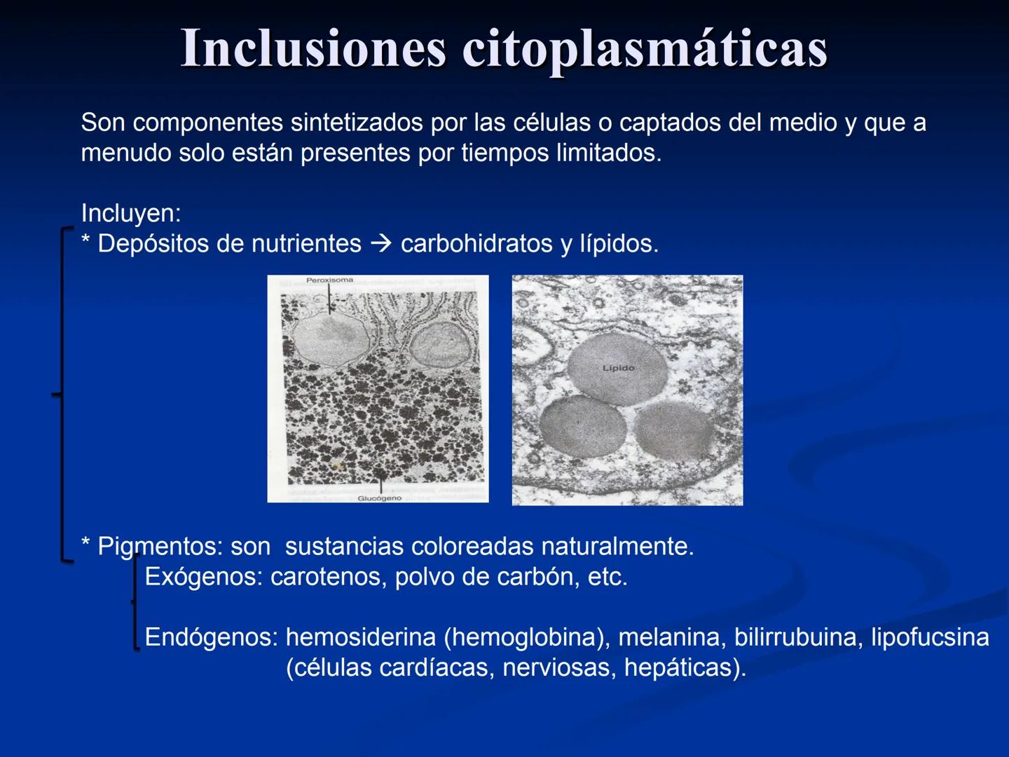 CÉLULA
Prof. Tamara Solano
Cátedra de Histología y Embriología Normal
Escuela de Medicina J. M. Vargas ¿Qué es una célula?
Unidad estructura