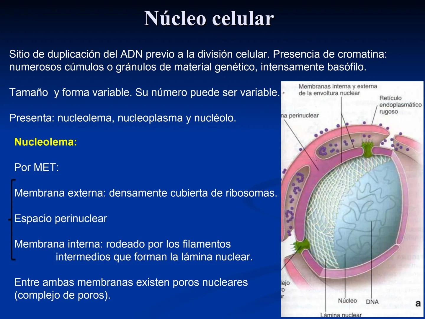 CÉLULA
Prof. Tamara Solano
Cátedra de Histología y Embriología Normal
Escuela de Medicina J. M. Vargas ¿Qué es una célula?
Unidad estructura