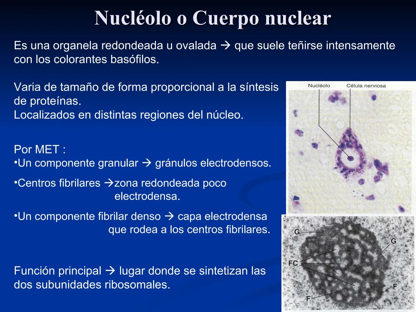CÉLULA
Prof. Tamara Solano
Cátedra de Histología y Embriología Normal
Escuela de Medicina J. M. Vargas ¿Qué es una célula?
Unidad estructura