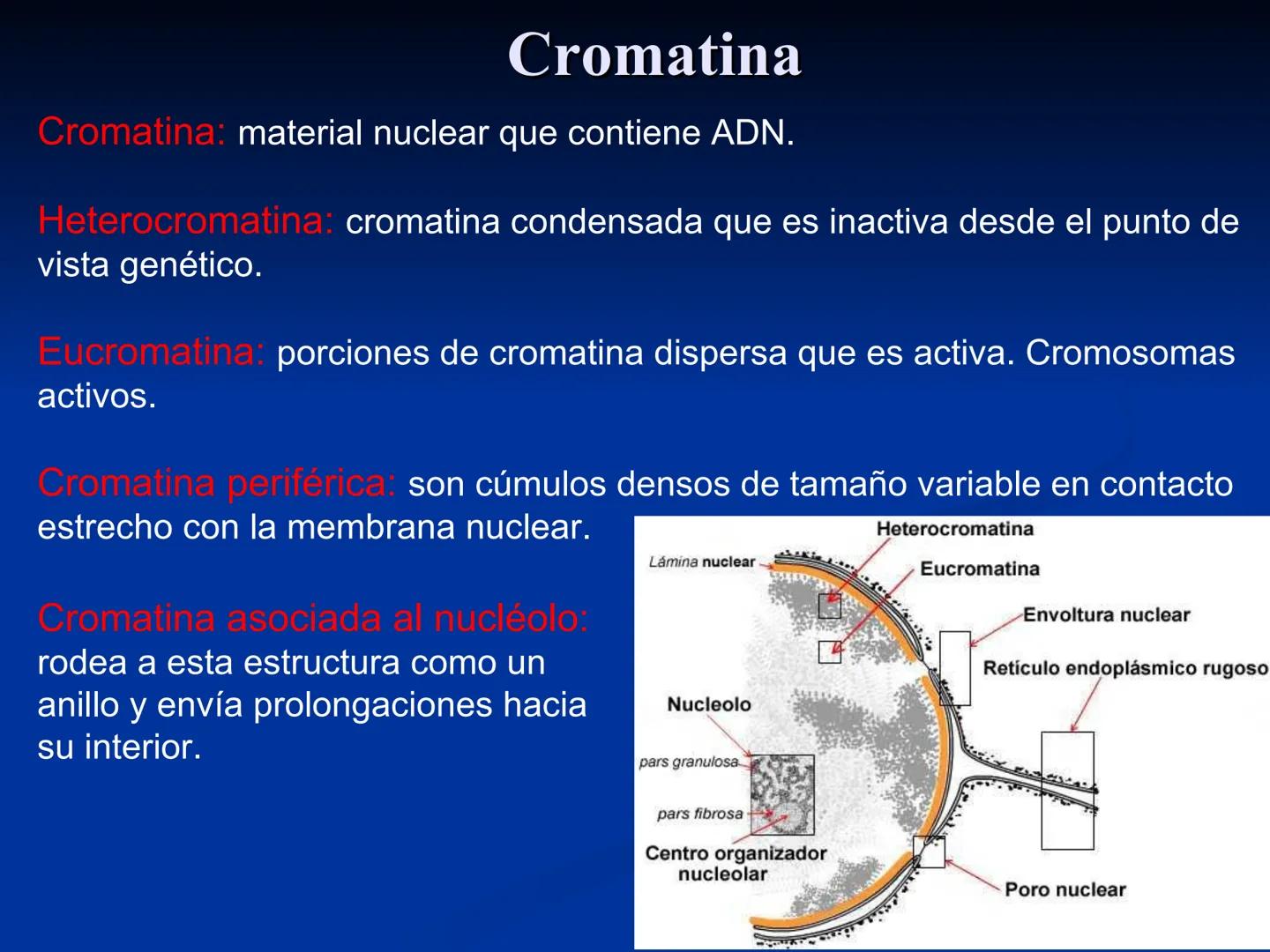 CÉLULA
Prof. Tamara Solano
Cátedra de Histología y Embriología Normal
Escuela de Medicina J. M. Vargas ¿Qué es una célula?
Unidad estructura