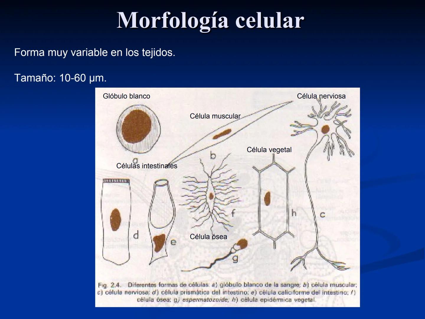 CÉLULA
Prof. Tamara Solano
Cátedra de Histología y Embriología Normal
Escuela de Medicina J. M. Vargas ¿Qué es una célula?
Unidad estructura