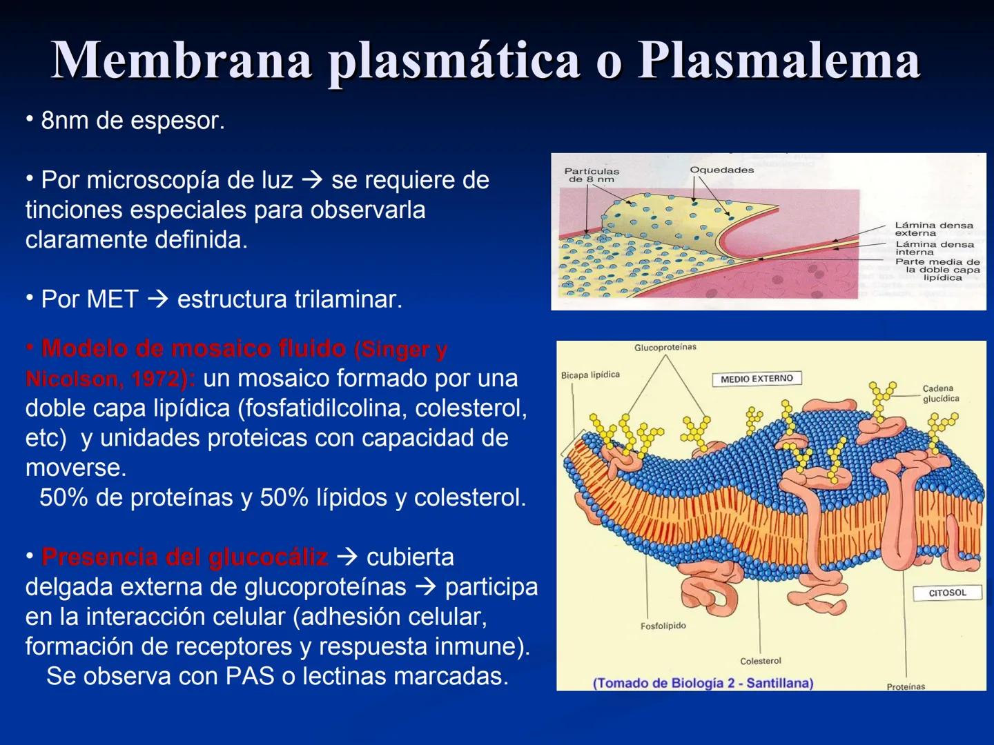 CÉLULA
Prof. Tamara Solano
Cátedra de Histología y Embriología Normal
Escuela de Medicina J. M. Vargas ¿Qué es una célula?
Unidad estructura
