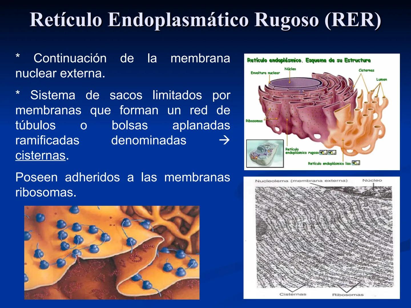 CÉLULA
Prof. Tamara Solano
Cátedra de Histología y Embriología Normal
Escuela de Medicina J. M. Vargas ¿Qué es una célula?
Unidad estructura