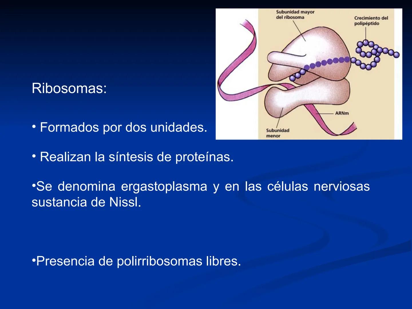 CÉLULA
Prof. Tamara Solano
Cátedra de Histología y Embriología Normal
Escuela de Medicina J. M. Vargas ¿Qué es una célula?
Unidad estructura