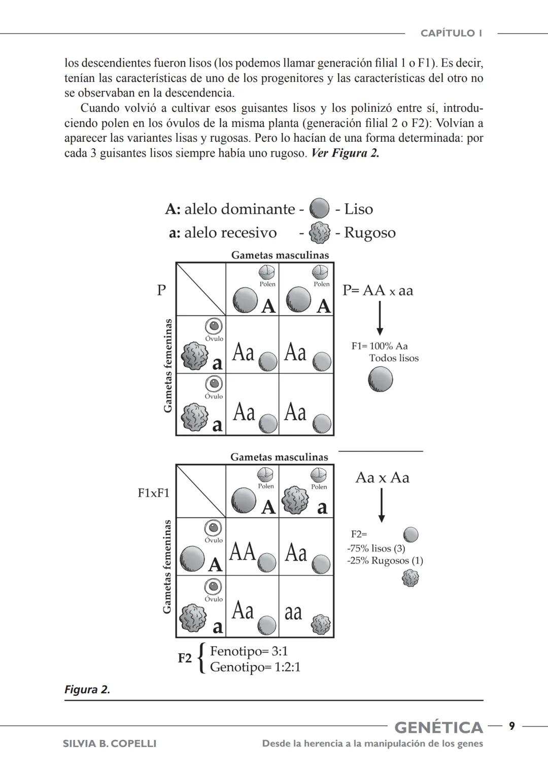 GENÉTICA
Desde la herencia
a la manipulación
de los genes
FHN
FUNDACIÓN
DE HISTORIA NATURAL
FÉLIX DE AZARA
SILVIA B. COPELLI GENÉTICA
Desde