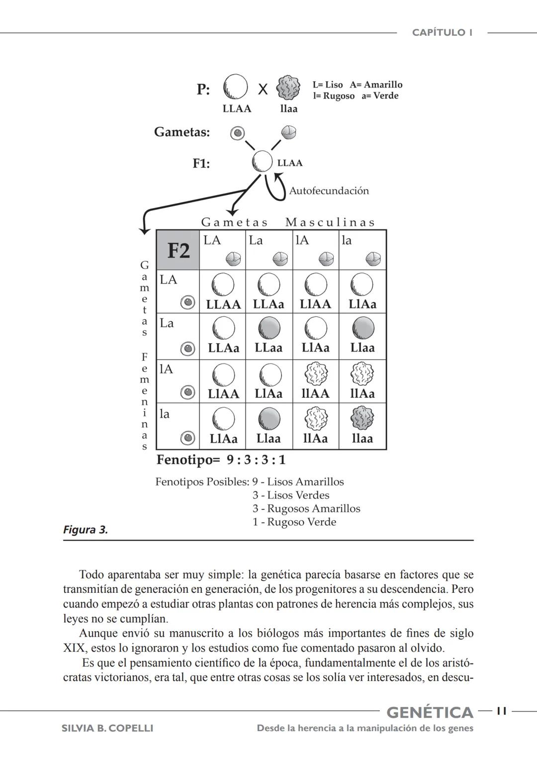 GENÉTICA
Desde la herencia
a la manipulación
de los genes
FHN
FUNDACIÓN
DE HISTORIA NATURAL
FÉLIX DE AZARA
SILVIA B. COPELLI GENÉTICA
Desde