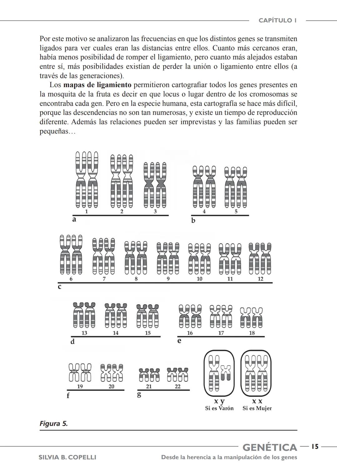 GENÉTICA
Desde la herencia
a la manipulación
de los genes
FHN
FUNDACIÓN
DE HISTORIA NATURAL
FÉLIX DE AZARA
SILVIA B. COPELLI GENÉTICA
Desde