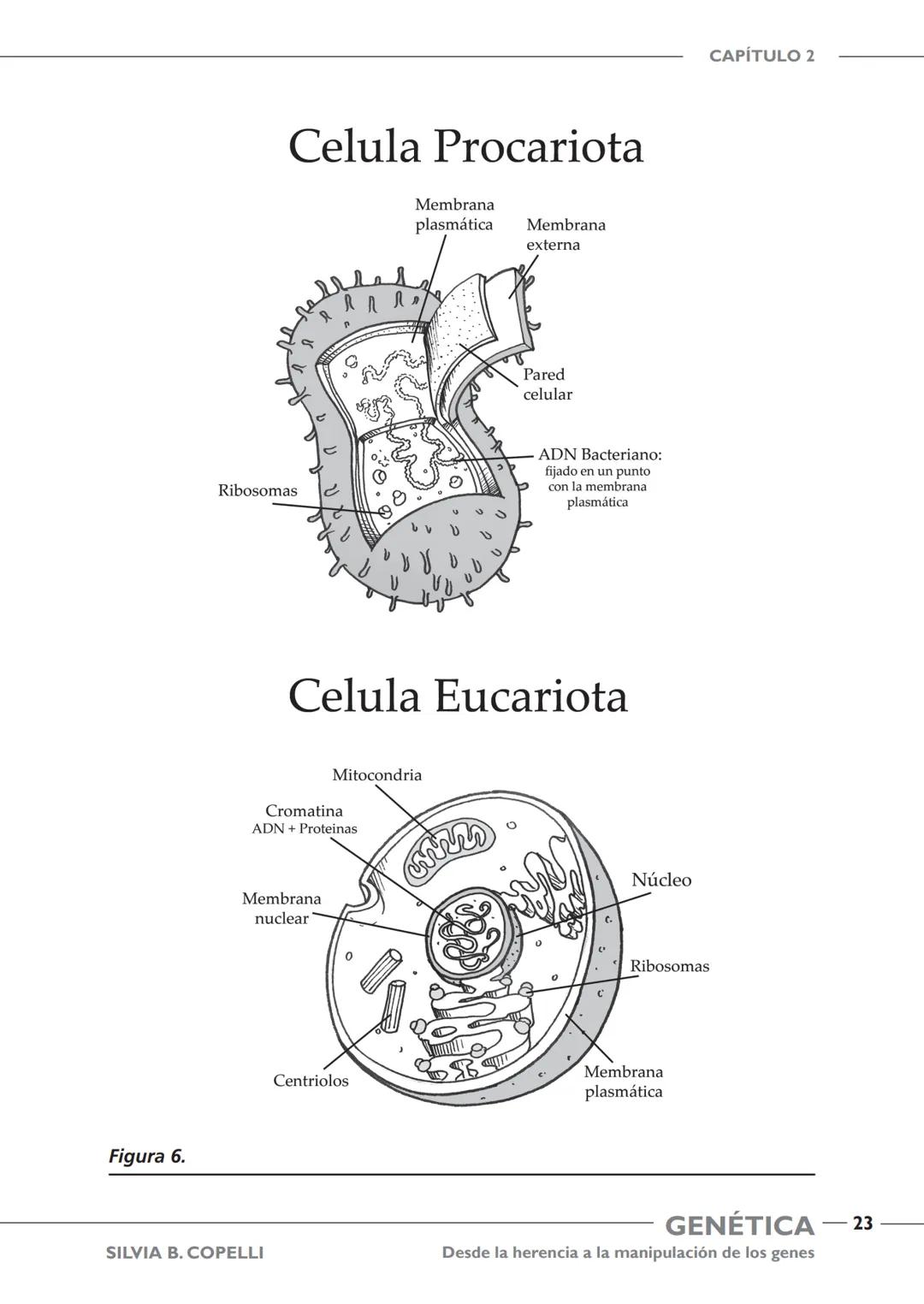 GENÉTICA
Desde la herencia
a la manipulación
de los genes
FHN
FUNDACIÓN
DE HISTORIA NATURAL
FÉLIX DE AZARA
SILVIA B. COPELLI GENÉTICA
Desde