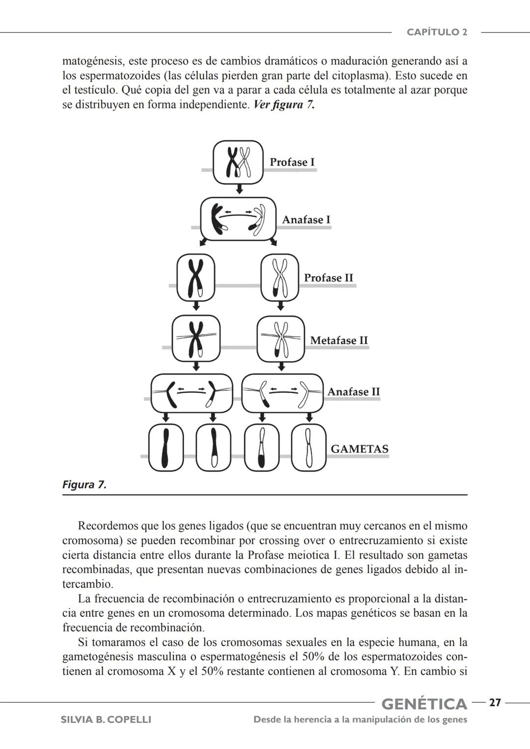GENÉTICA
Desde la herencia
a la manipulación
de los genes
FHN
FUNDACIÓN
DE HISTORIA NATURAL
FÉLIX DE AZARA
SILVIA B. COPELLI GENÉTICA
Desde
