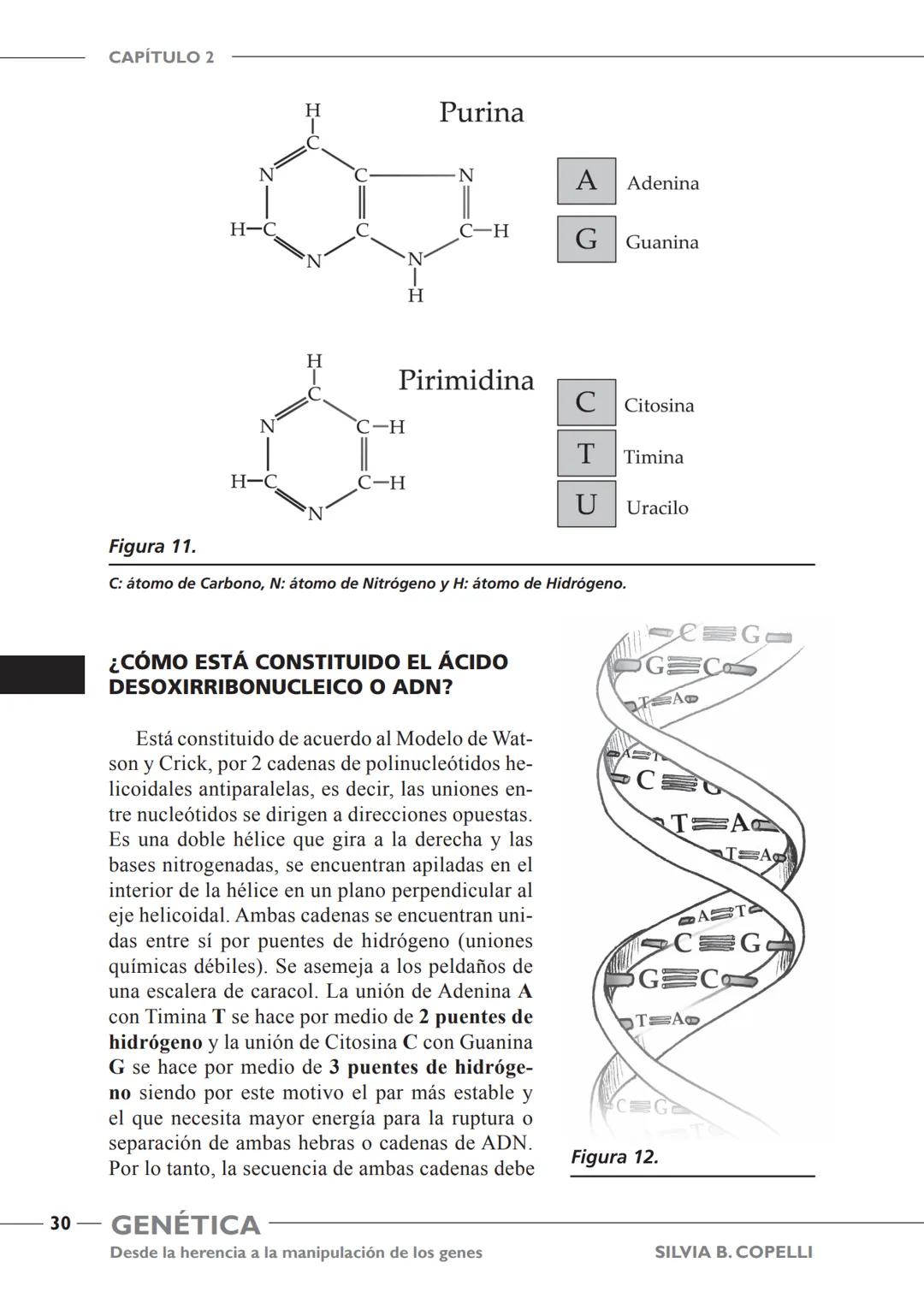 GENÉTICA
Desde la herencia
a la manipulación
de los genes
FHN
FUNDACIÓN
DE HISTORIA NATURAL
FÉLIX DE AZARA
SILVIA B. COPELLI GENÉTICA
Desde