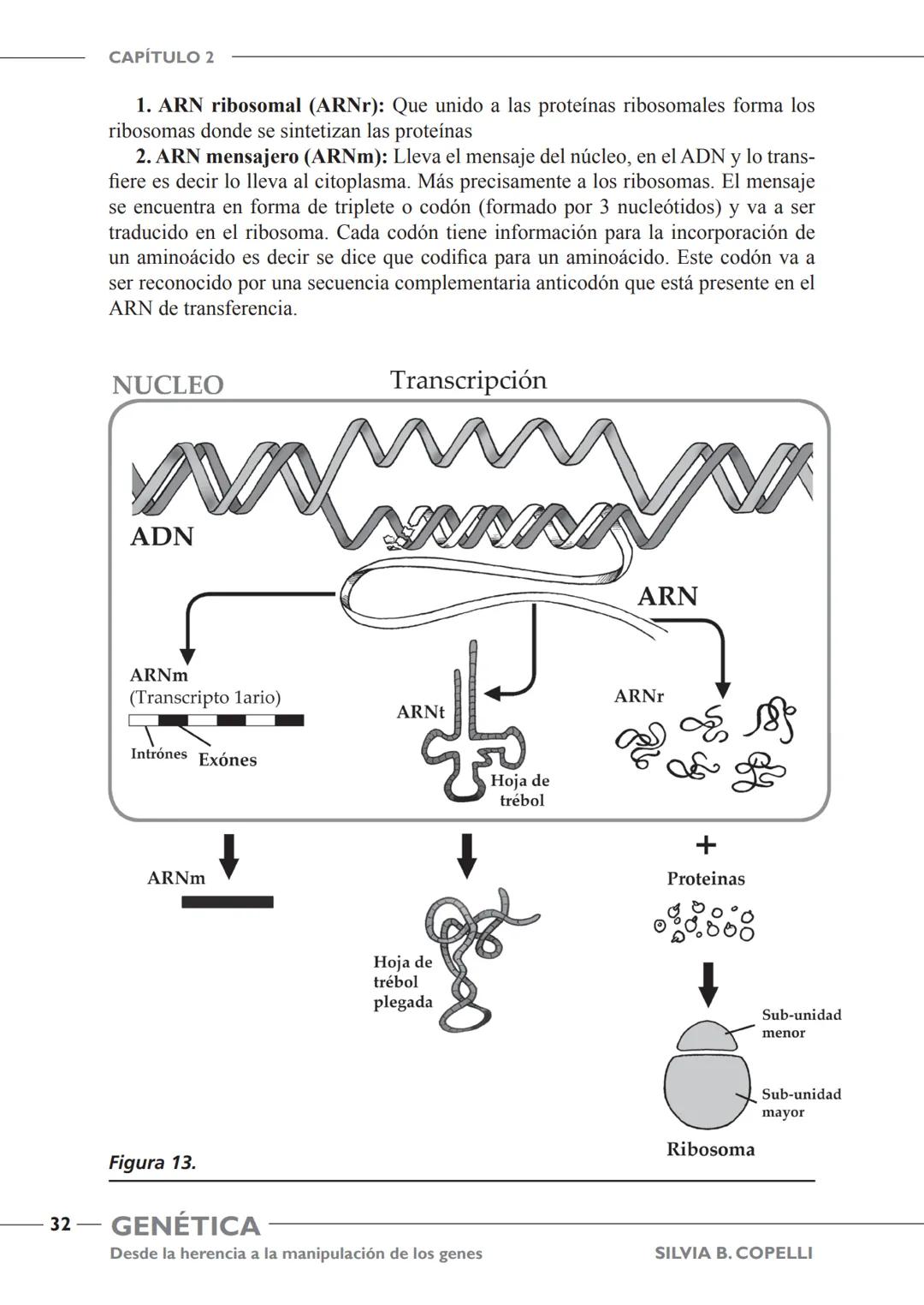 GENÉTICA
Desde la herencia
a la manipulación
de los genes
FHN
FUNDACIÓN
DE HISTORIA NATURAL
FÉLIX DE AZARA
SILVIA B. COPELLI GENÉTICA
Desde