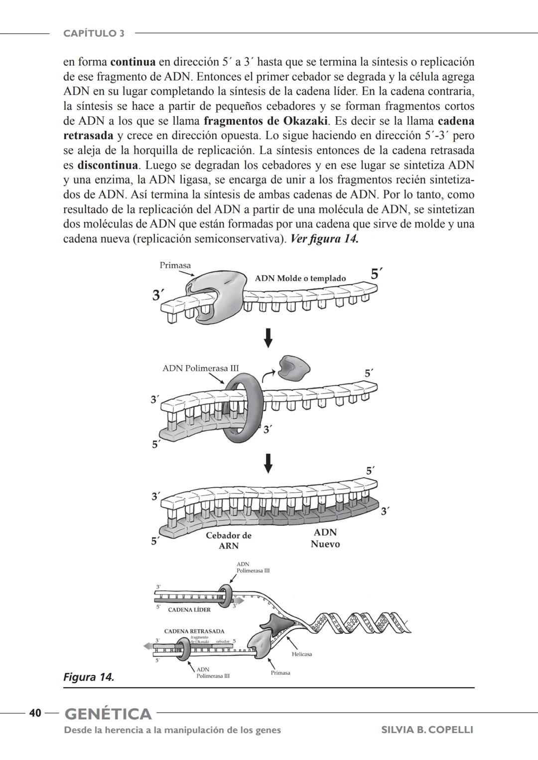 GENÉTICA
Desde la herencia
a la manipulación
de los genes
FHN
FUNDACIÓN
DE HISTORIA NATURAL
FÉLIX DE AZARA
SILVIA B. COPELLI GENÉTICA
Desde