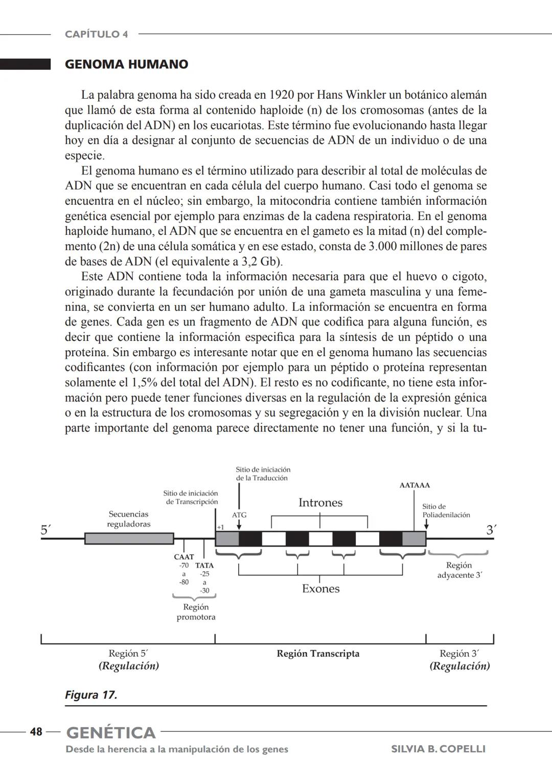 GENÉTICA
Desde la herencia
a la manipulación
de los genes
FHN
FUNDACIÓN
DE HISTORIA NATURAL
FÉLIX DE AZARA
SILVIA B. COPELLI GENÉTICA
Desde
