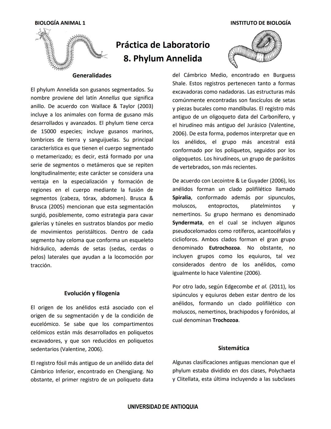 BIOLOGÍA ANIMAL 1
Generalidades
Práctica de Laboratorio
8. Phylum Annelida
El phylum Annelida son gusanos segmentados. Su
nombre proviene