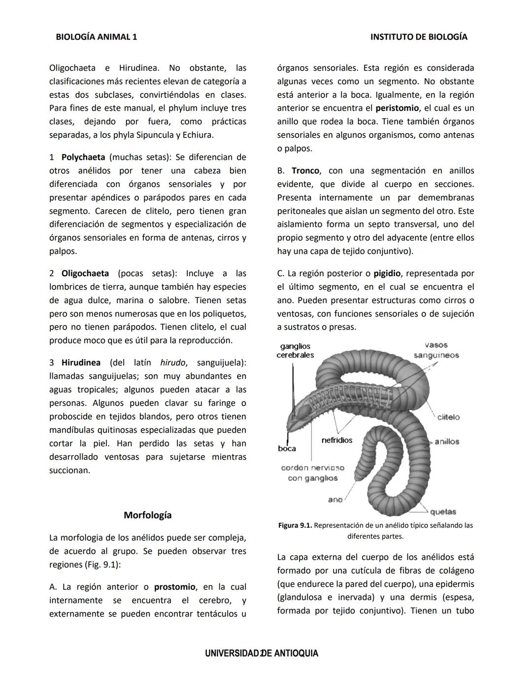 BIOLOGÍA ANIMAL 1
Generalidades
Práctica de Laboratorio
8. Phylum Annelida
El phylum Annelida son gusanos segmentados. Su
nombre proviene