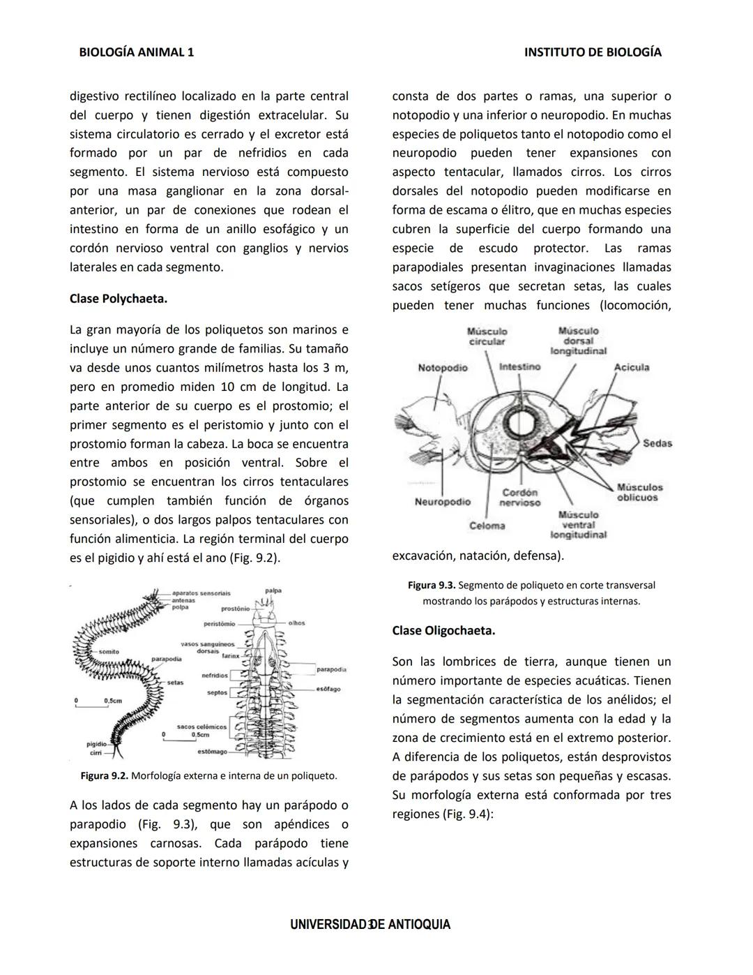 BIOLOGÍA ANIMAL 1
Generalidades
Práctica de Laboratorio
8. Phylum Annelida
El phylum Annelida son gusanos segmentados. Su
nombre proviene