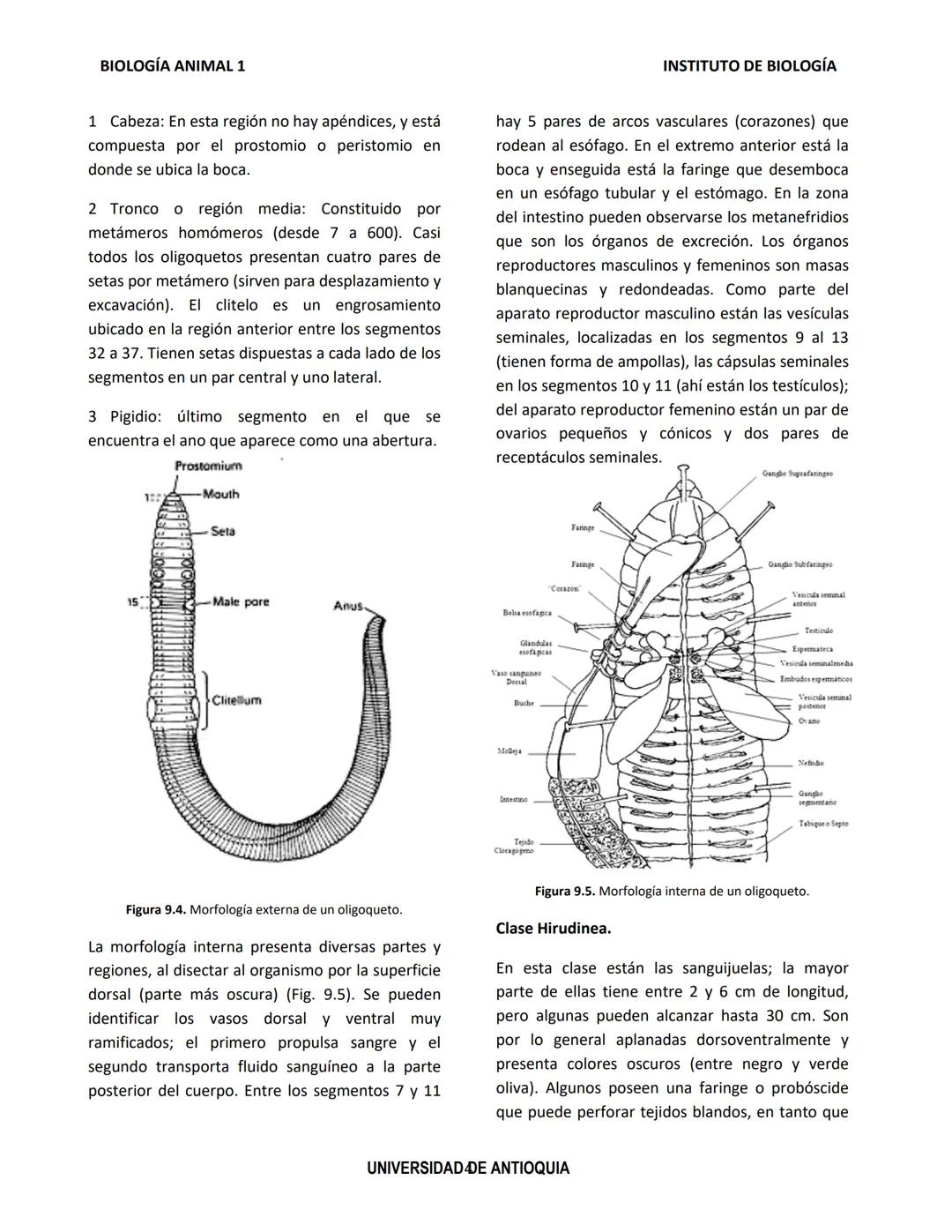 BIOLOGÍA ANIMAL 1
Generalidades
Práctica de Laboratorio
8. Phylum Annelida
El phylum Annelida son gusanos segmentados. Su
nombre proviene