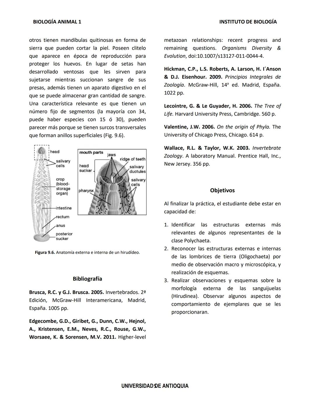BIOLOGÍA ANIMAL 1
Generalidades
Práctica de Laboratorio
8. Phylum Annelida
El phylum Annelida son gusanos segmentados. Su
nombre proviene