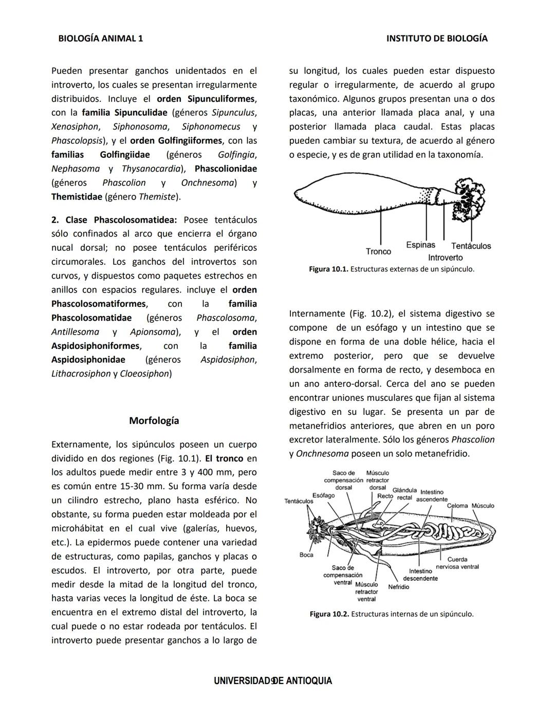 BIOLOGÍA ANIMAL 1
Generalidades
Práctica de Laboratorio
8. Phylum Annelida
El phylum Annelida son gusanos segmentados. Su
nombre proviene