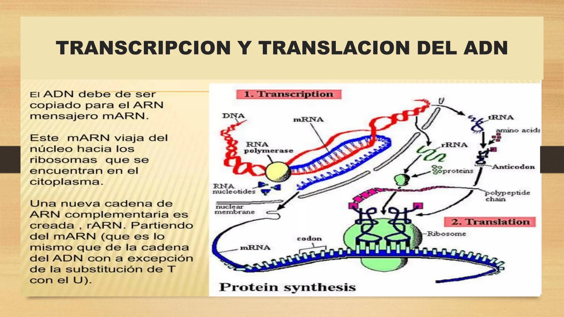 # GENTICA
MSC CLAUDIA YANETH DIAZ
MICROBIOLOGA Por qué no nace
un bebé a través
un tomate?
¿Cómo explicamos
los parecidos dentro
¿Por qué u