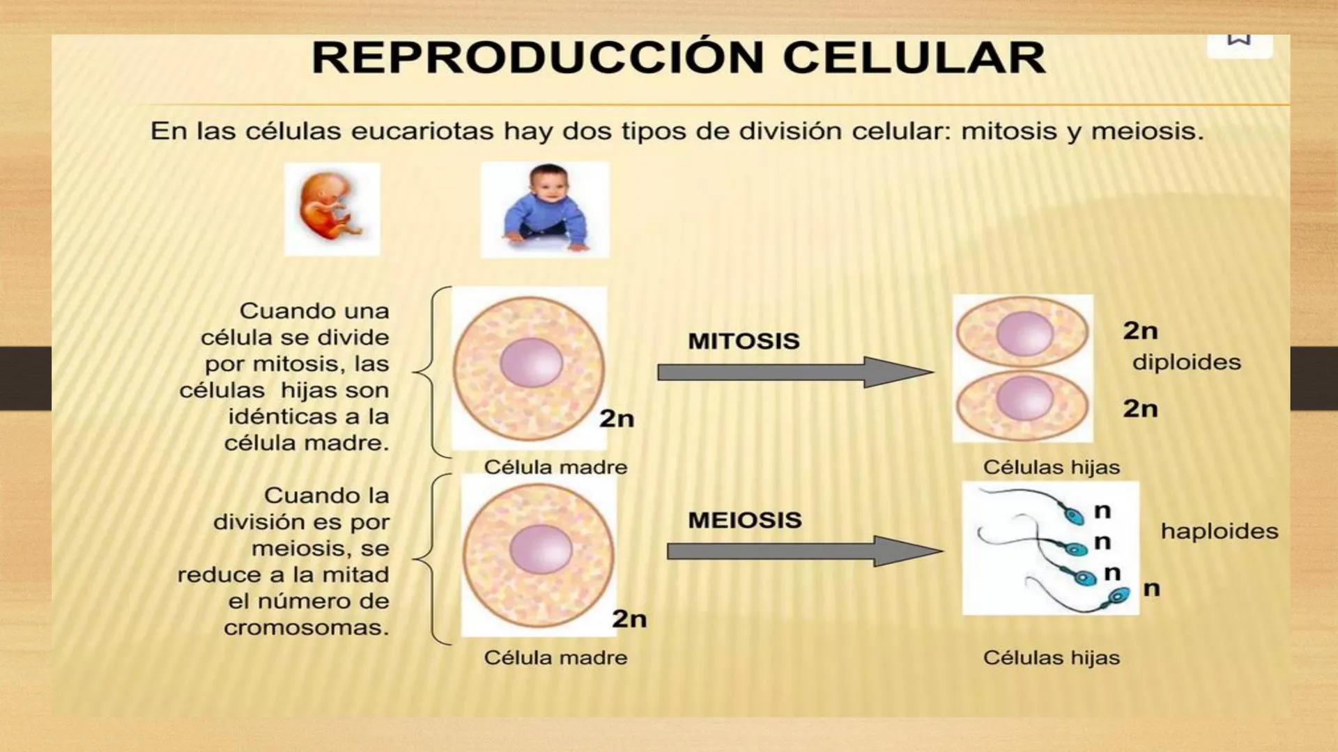 # GENTICA
MSC CLAUDIA YANETH DIAZ
MICROBIOLOGA Por qué no nace
un bebé a través
un tomate?
¿Cómo explicamos
los parecidos dentro
¿Por qué u