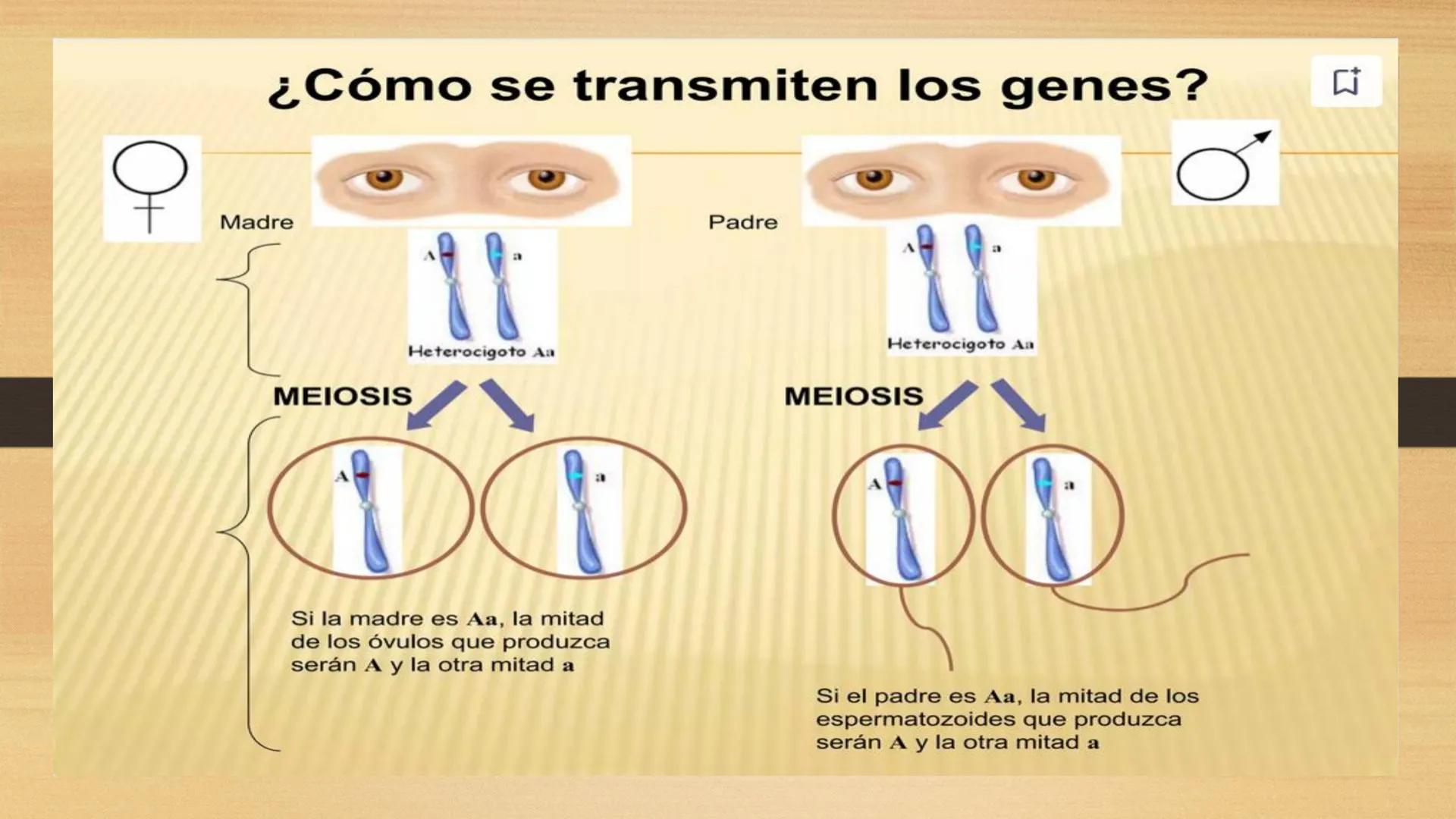 # GENTICA
MSC CLAUDIA YANETH DIAZ
MICROBIOLOGA Por qué no nace
un bebé a través
un tomate?
¿Cómo explicamos
los parecidos dentro
¿Por qué u