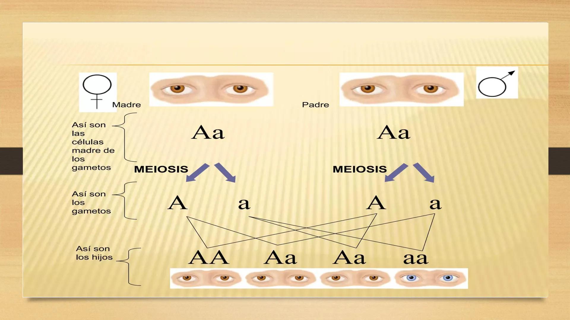 # GENTICA
MSC CLAUDIA YANETH DIAZ
MICROBIOLOGA Por qué no nace
un bebé a través
un tomate?
¿Cómo explicamos
los parecidos dentro
¿Por qué u