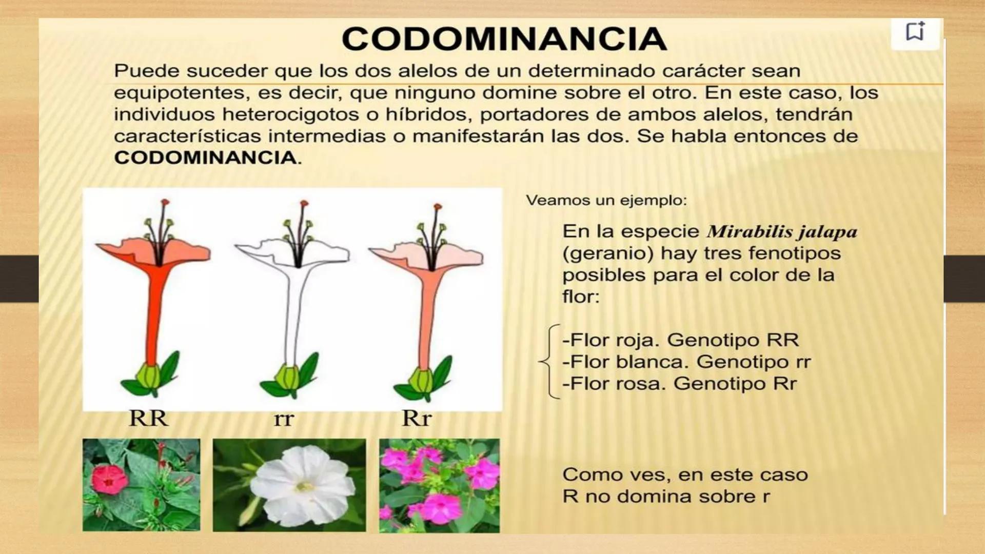 # GENTICA
MSC CLAUDIA YANETH DIAZ
MICROBIOLOGA Por qué no nace
un bebé a través
un tomate?
¿Cómo explicamos
los parecidos dentro
¿Por qué u