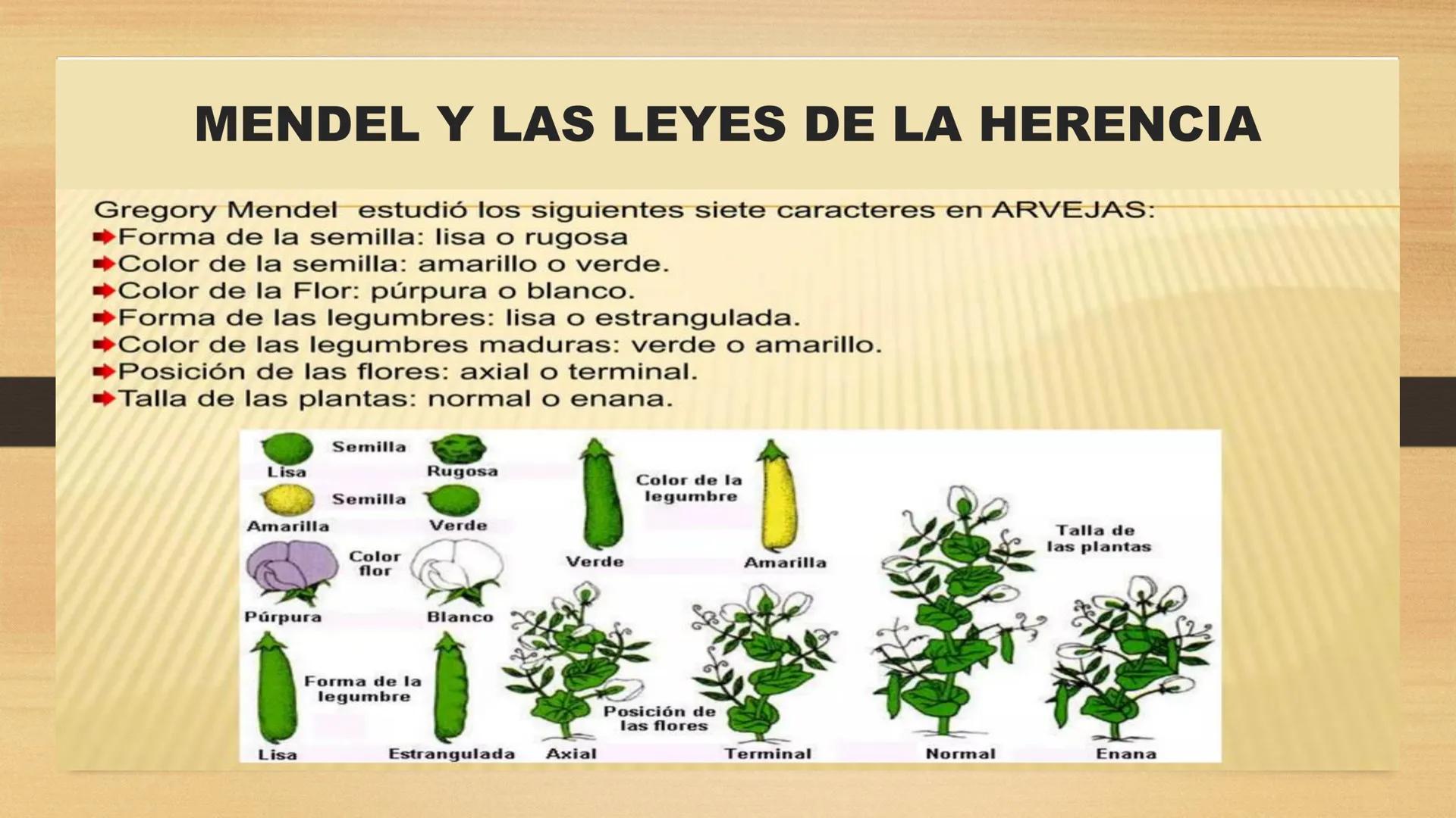 # GENTICA
MSC CLAUDIA YANETH DIAZ
MICROBIOLOGA Por qué no nace
un bebé a través
un tomate?
¿Cómo explicamos
los parecidos dentro
¿Por qué u