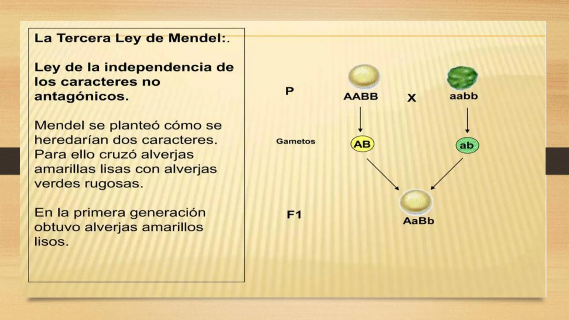 # GENTICA
MSC CLAUDIA YANETH DIAZ
MICROBIOLOGA Por qué no nace
un bebé a través
un tomate?
¿Cómo explicamos
los parecidos dentro
¿Por qué u