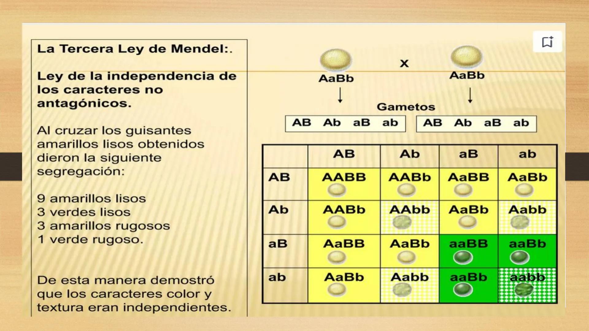 # GENTICA
MSC CLAUDIA YANETH DIAZ
MICROBIOLOGA Por qué no nace
un bebé a través
un tomate?
¿Cómo explicamos
los parecidos dentro
¿Por qué u
