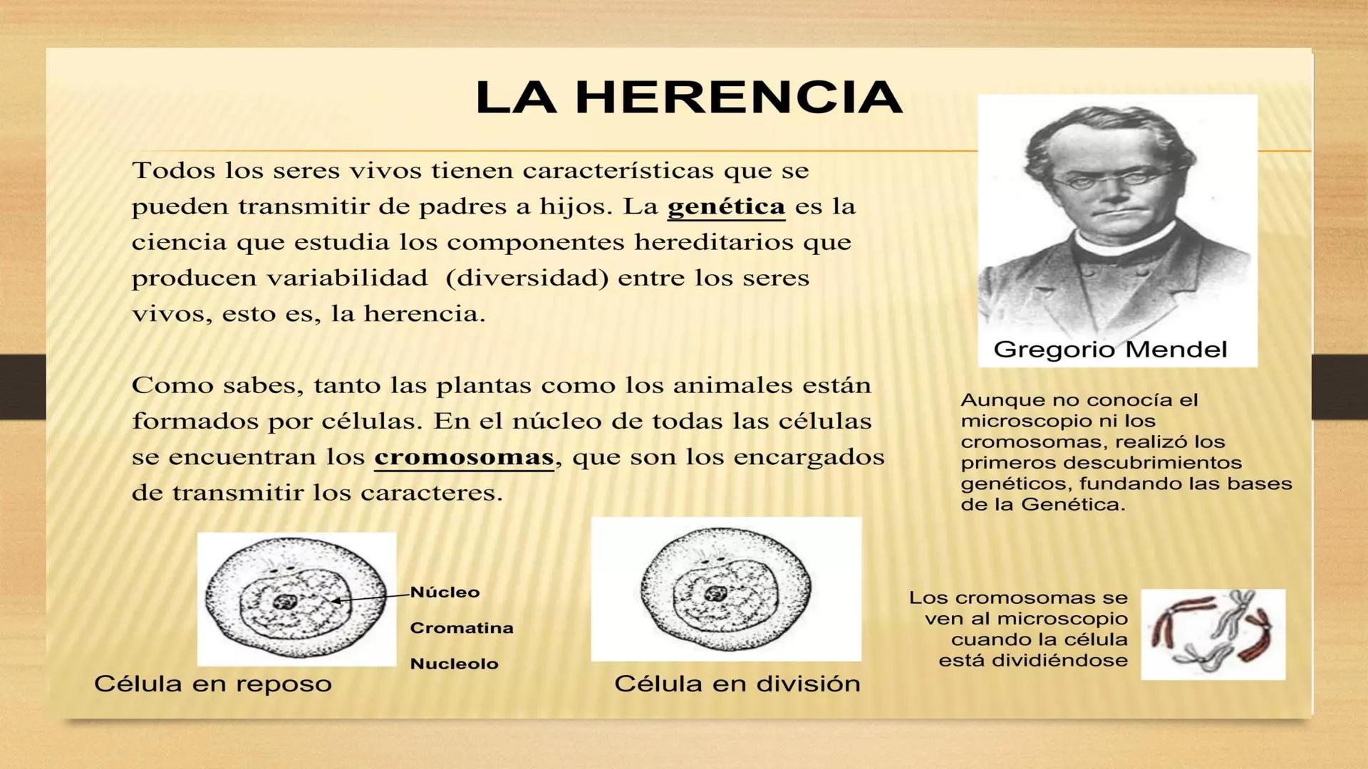 # GENTICA
MSC CLAUDIA YANETH DIAZ
MICROBIOLOGA Por qué no nace
un bebé a través
un tomate?
¿Cómo explicamos
los parecidos dentro
¿Por qué u