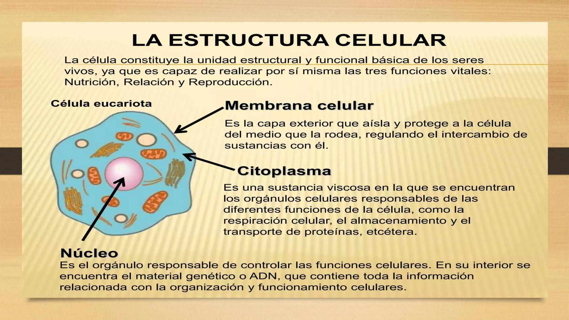 # GENTICA
MSC CLAUDIA YANETH DIAZ
MICROBIOLOGA Por qué no nace
un bebé a través
un tomate?
¿Cómo explicamos
los parecidos dentro
¿Por qué u
