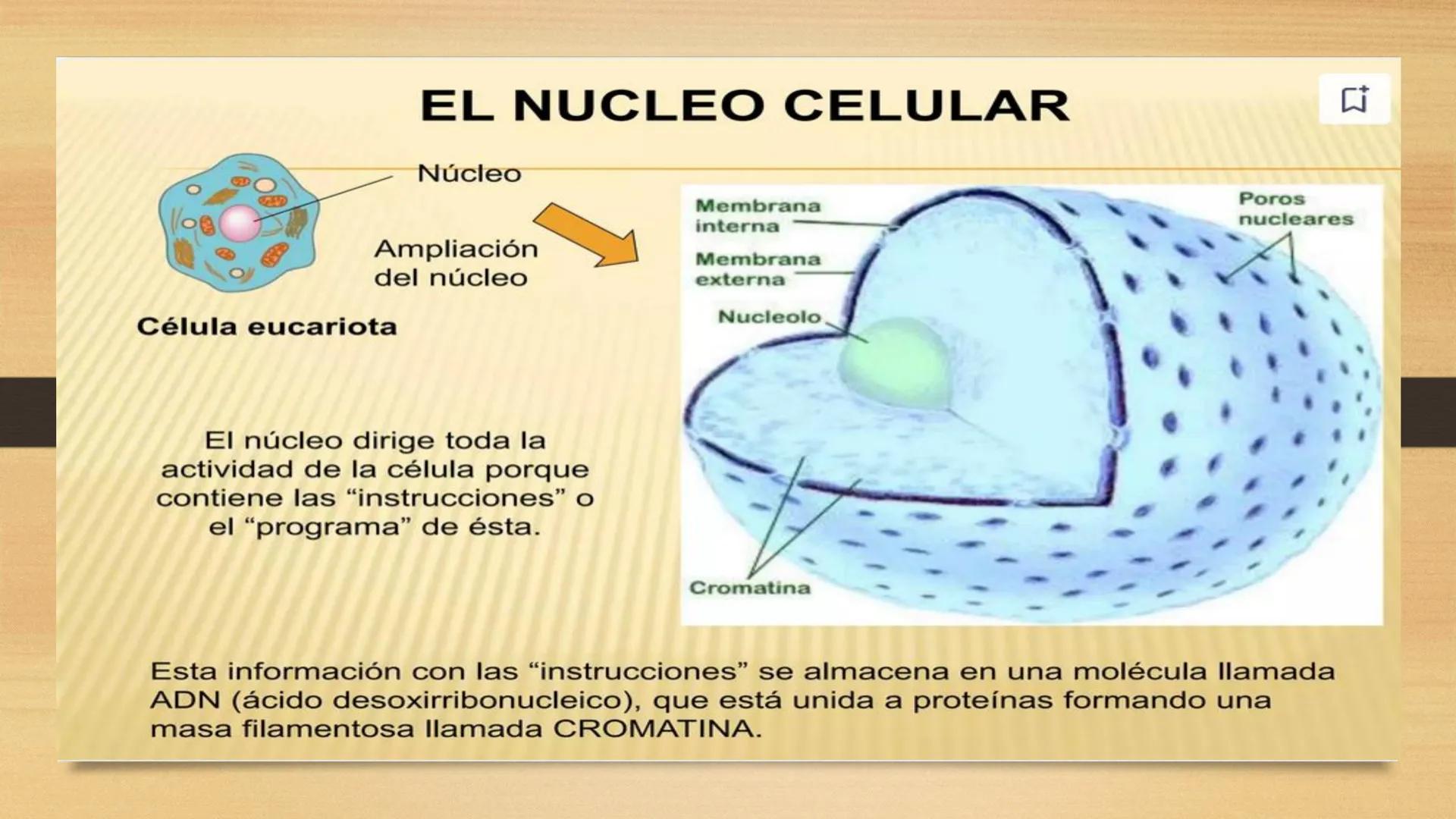 # GENTICA
MSC CLAUDIA YANETH DIAZ
MICROBIOLOGA Por qué no nace
un bebé a través
un tomate?
¿Cómo explicamos
los parecidos dentro
¿Por qué u