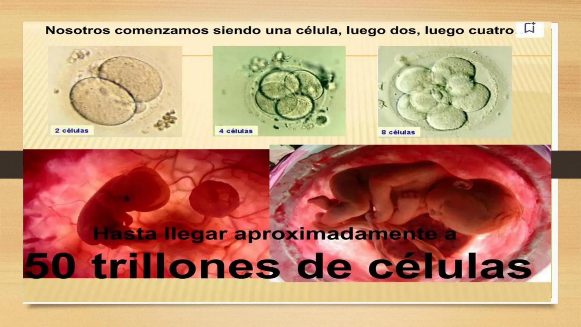 # GENTICA
MSC CLAUDIA YANETH DIAZ
MICROBIOLOGA Por qué no nace
un bebé a través
un tomate?
¿Cómo explicamos
los parecidos dentro
¿Por qué u