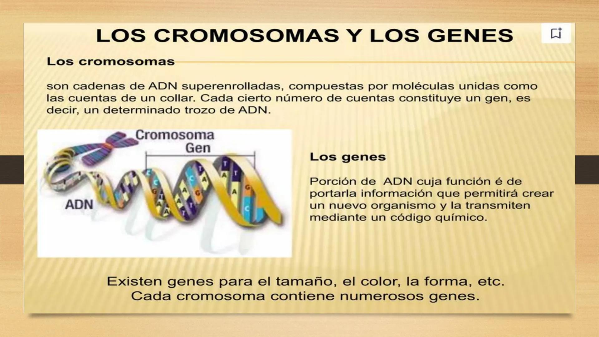 # GENTICA
MSC CLAUDIA YANETH DIAZ
MICROBIOLOGA Por qué no nace
un bebé a través
un tomate?
¿Cómo explicamos
los parecidos dentro
¿Por qué u