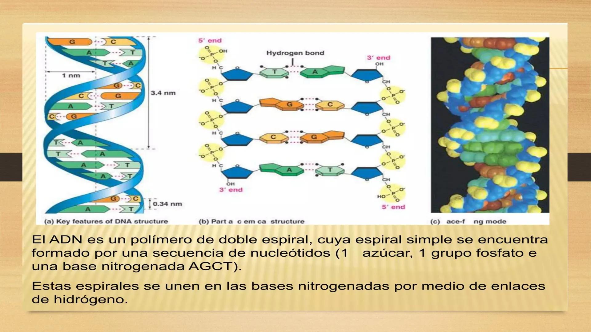 # GENTICA
MSC CLAUDIA YANETH DIAZ
MICROBIOLOGA Por qué no nace
un bebé a través
un tomate?
¿Cómo explicamos
los parecidos dentro
¿Por qué u