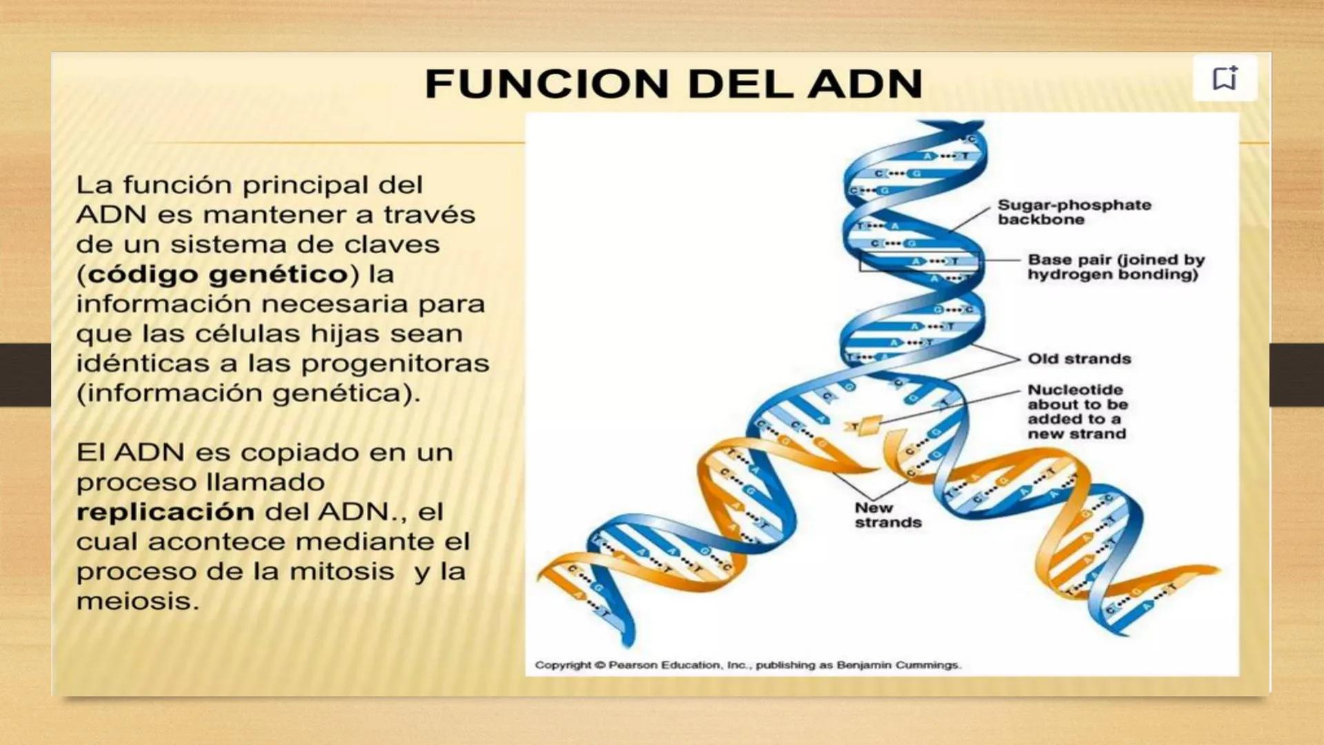# GENTICA
MSC CLAUDIA YANETH DIAZ
MICROBIOLOGA Por qué no nace
un bebé a través
un tomate?
¿Cómo explicamos
los parecidos dentro
¿Por qué u