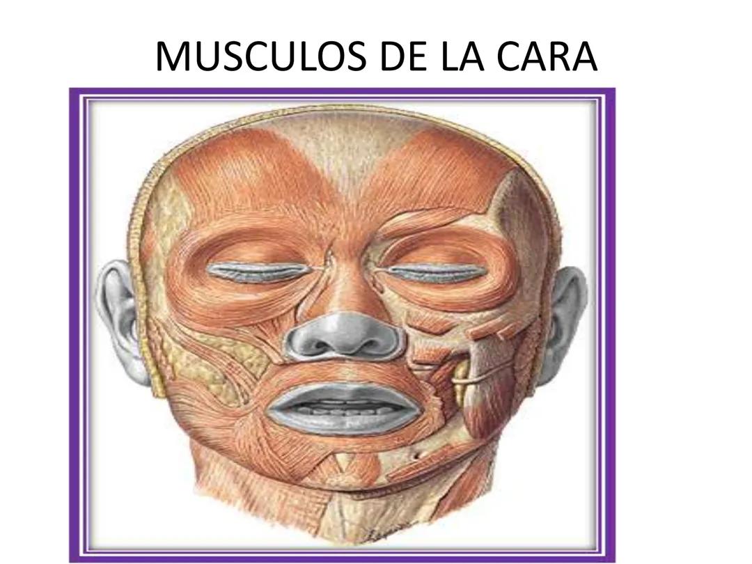Sistema muscular