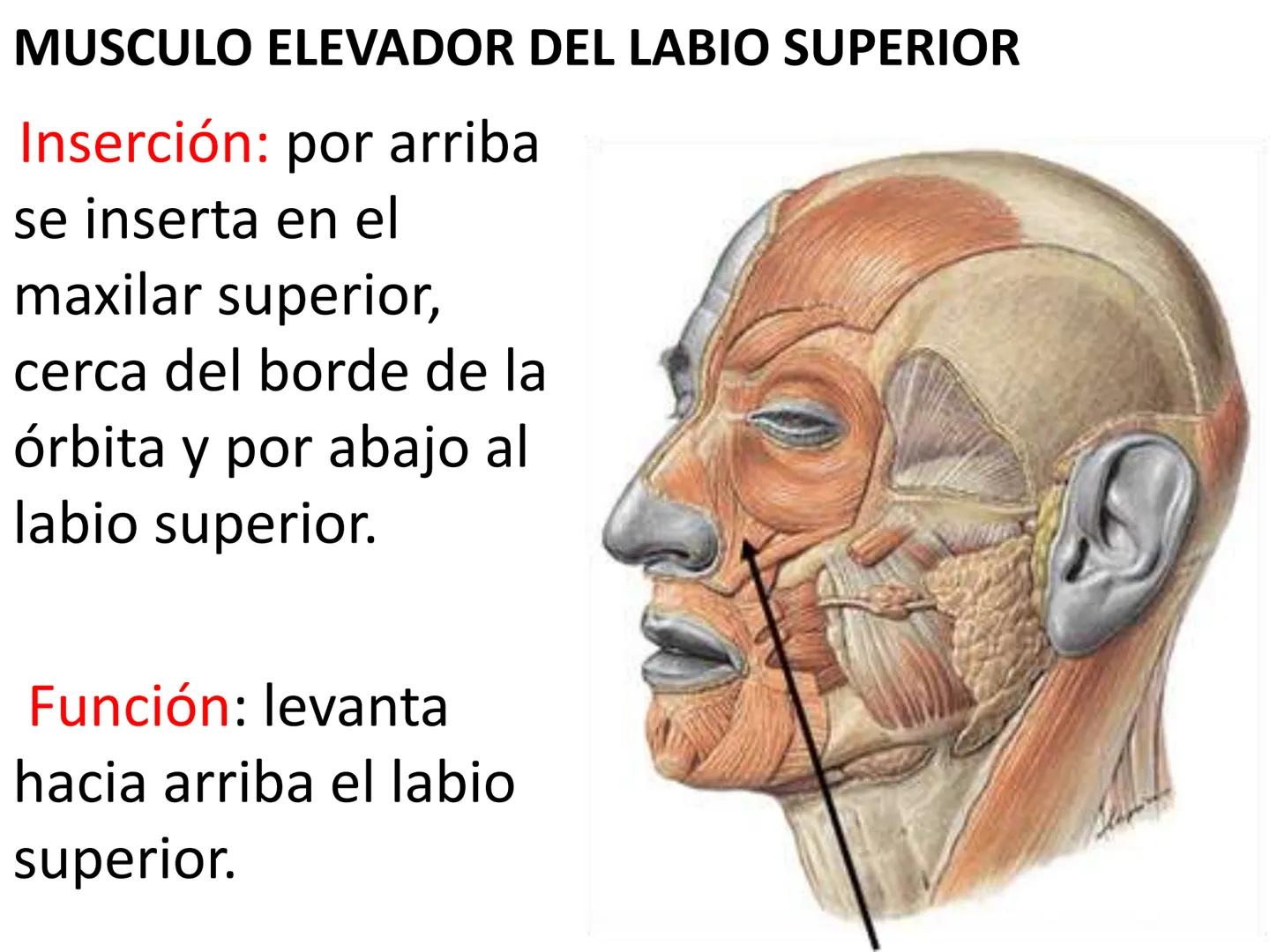 # MUSCULOS DE LA CARA MUSCULO OCCIPITO-FRONTAL
Función: movimiento del
cuero cabelludo.
Junto con el músculo
temporo-occipital se
denomina m