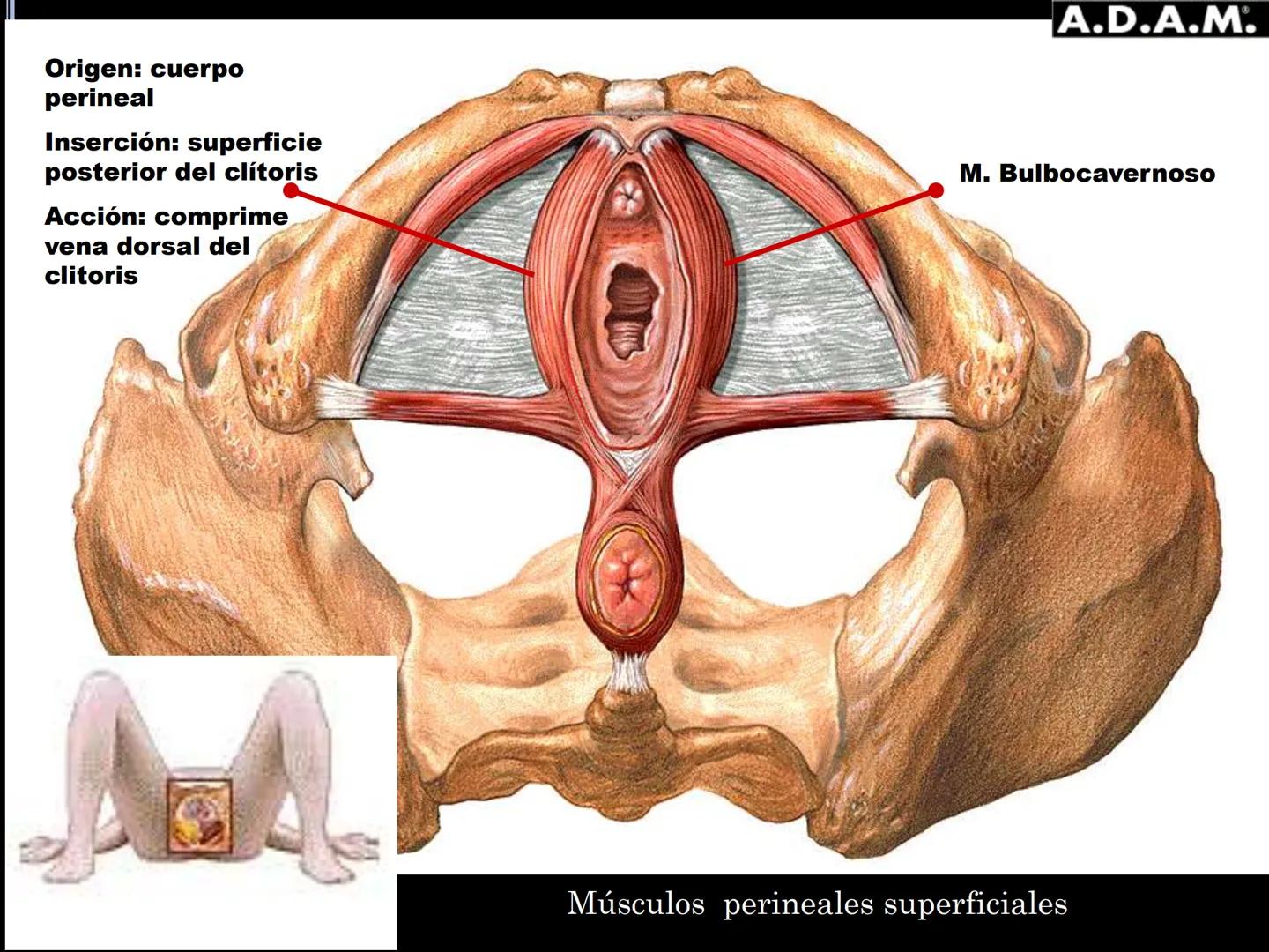 # MUSCULOS DE LA CARA MUSCULO OCCIPITO-FRONTAL
Función: movimiento del
cuero cabelludo.
Junto con el músculo
temporo-occipital se
denomina m