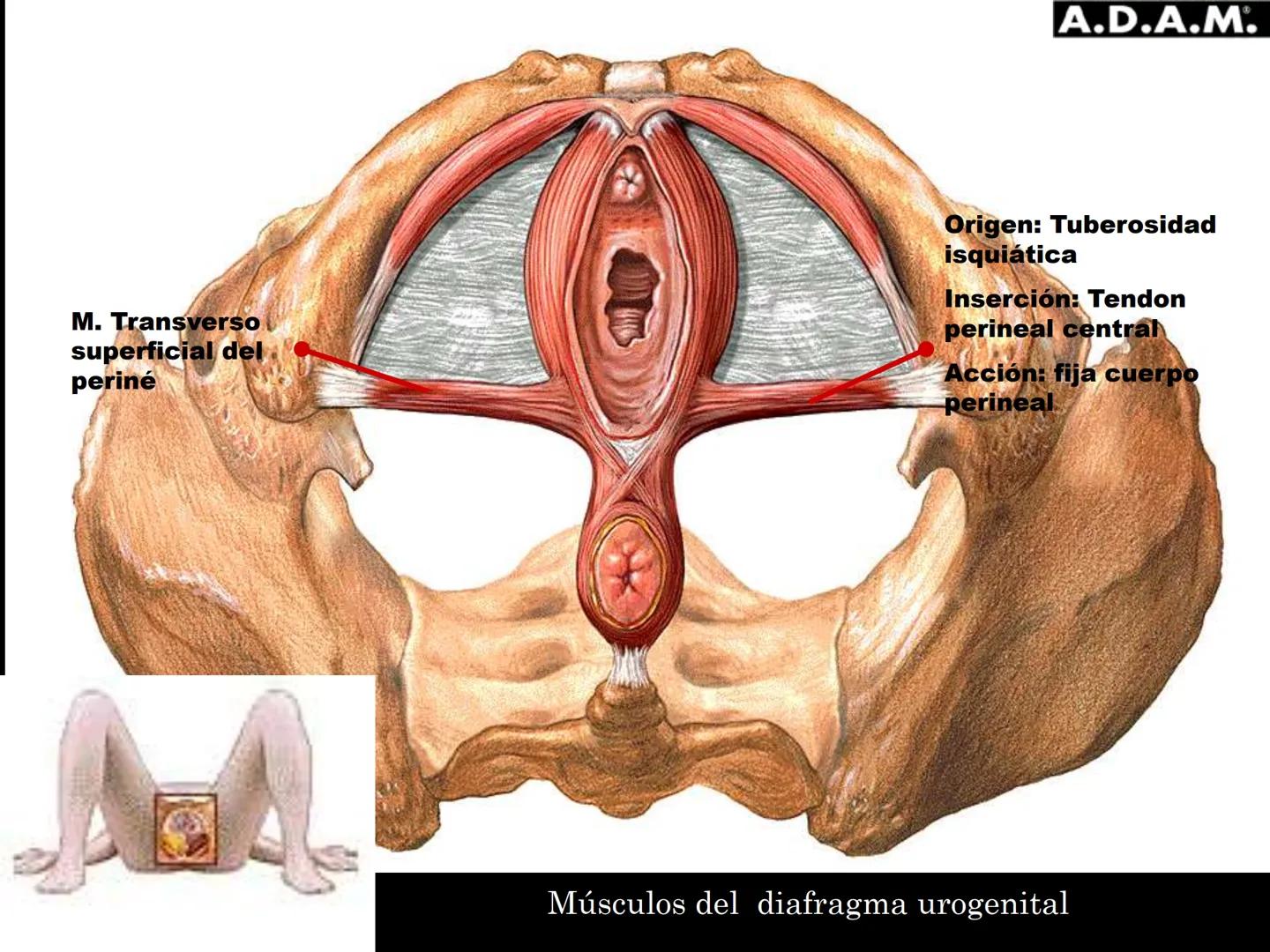 # MUSCULOS DE LA CARA MUSCULO OCCIPITO-FRONTAL
Función: movimiento del
cuero cabelludo.
Junto con el músculo
temporo-occipital se
denomina m