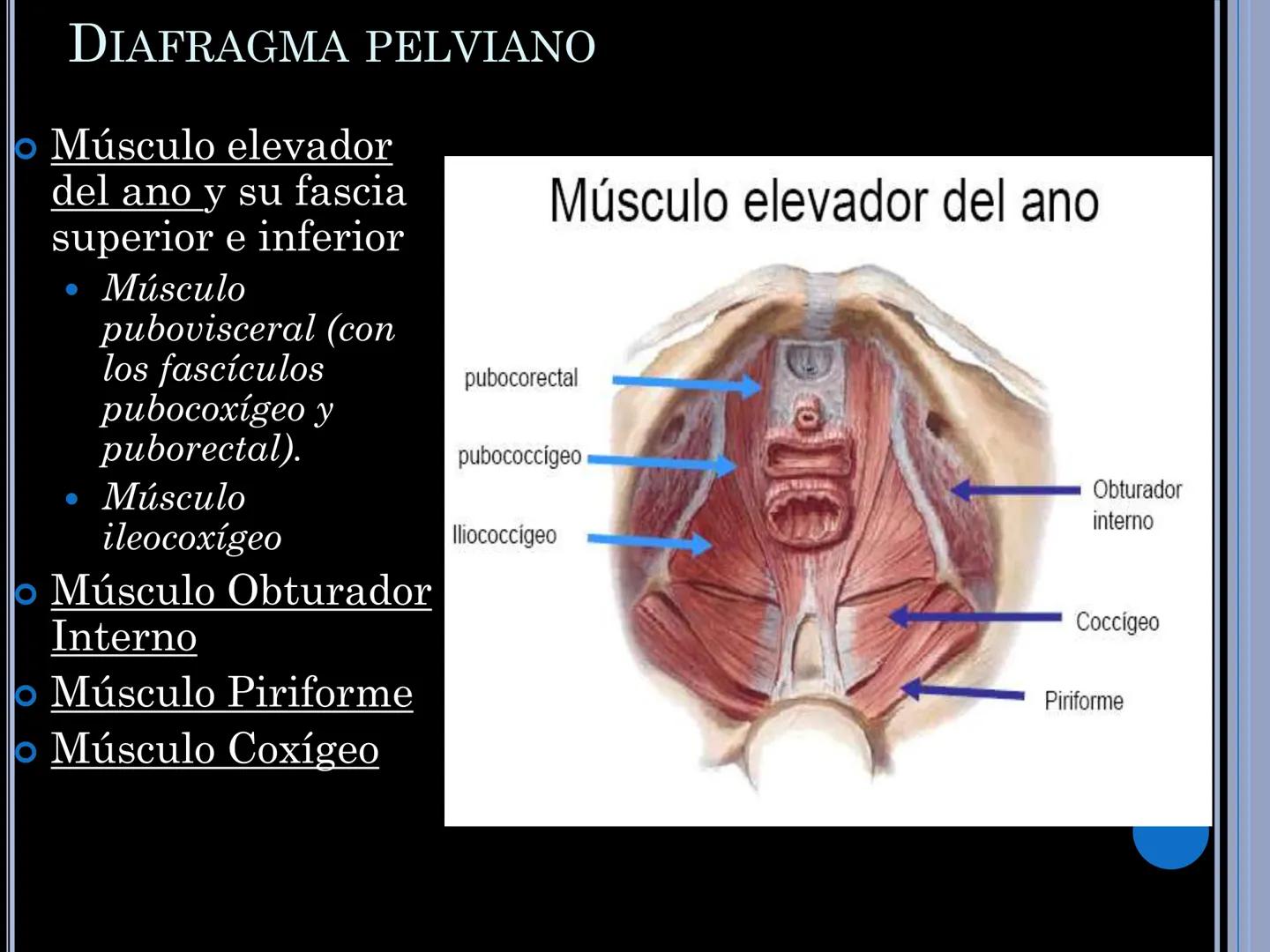 # MUSCULOS DE LA CARA MUSCULO OCCIPITO-FRONTAL
Función: movimiento del
cuero cabelludo.
Junto con el músculo
temporo-occipital se
denomina m