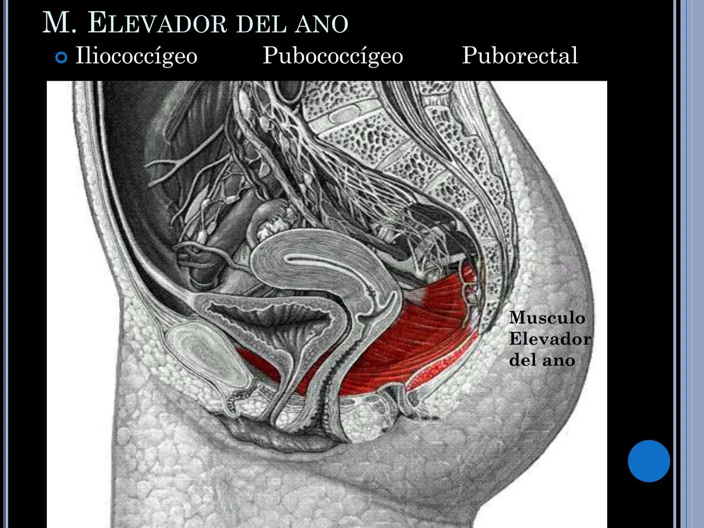 # MUSCULOS DE LA CARA MUSCULO OCCIPITO-FRONTAL
Función: movimiento del
cuero cabelludo.
Junto con el músculo
temporo-occipital se
denomina m