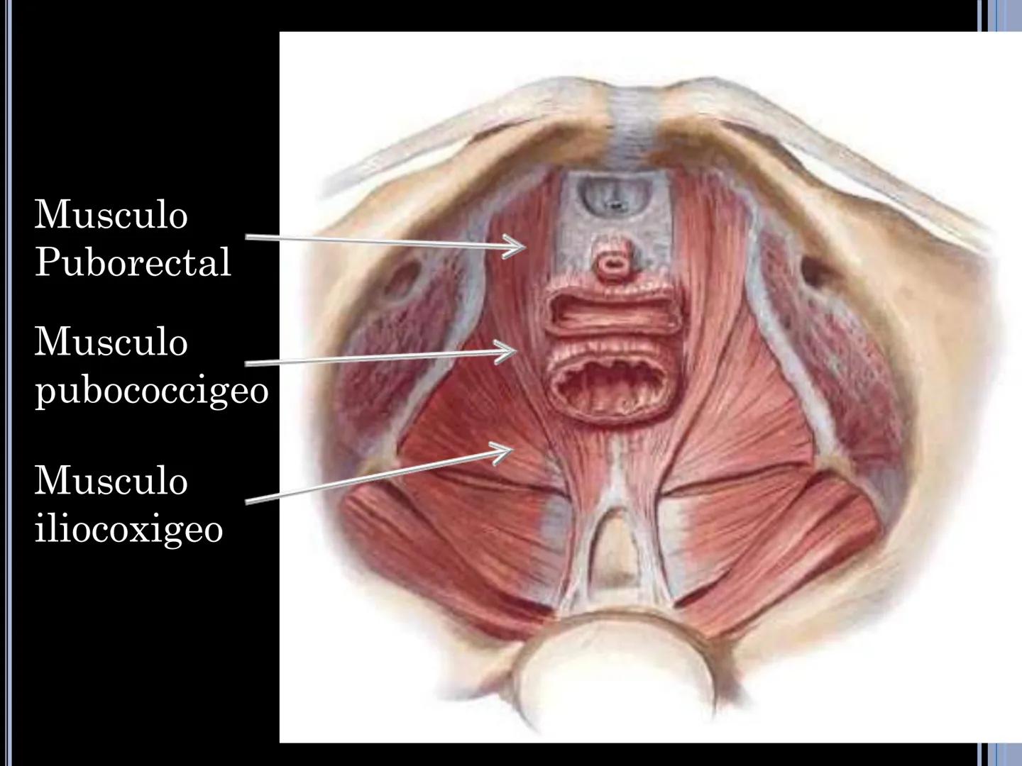 # MUSCULOS DE LA CARA MUSCULO OCCIPITO-FRONTAL
Función: movimiento del
cuero cabelludo.
Junto con el músculo
temporo-occipital se
denomina m